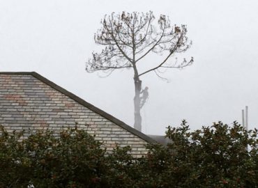 Bofinger’s Tree Service