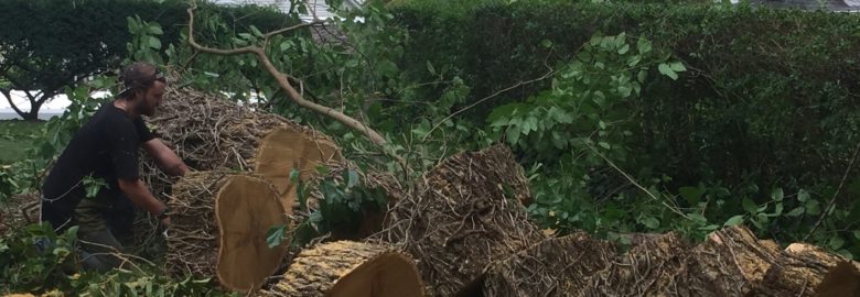 Tree Service