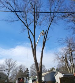 Duck’s Tree and Stump Service