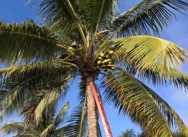 Fort Lauderdale Tree Service