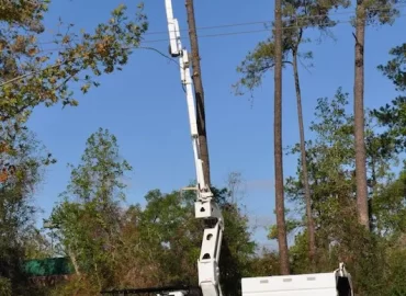 Fort Lauderdale Tree Service