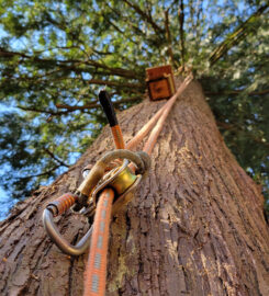 Abbotsford Tree Specialists