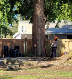 Abbotsford Tree Specialists