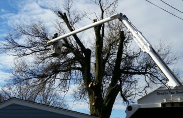 Douglas Tree Servcie