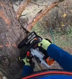 Evanston Tree Service