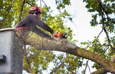 Pueblo Tree Care