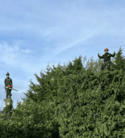 Tree Ninjas